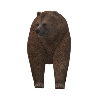 Bear isolated on a Transparent Background png