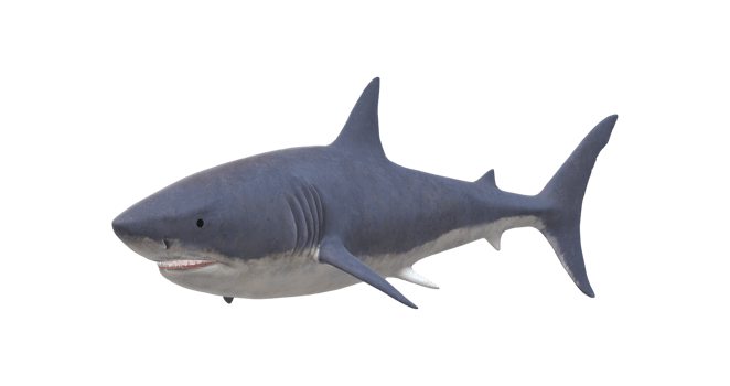Shark isolated on a Transparent Background png