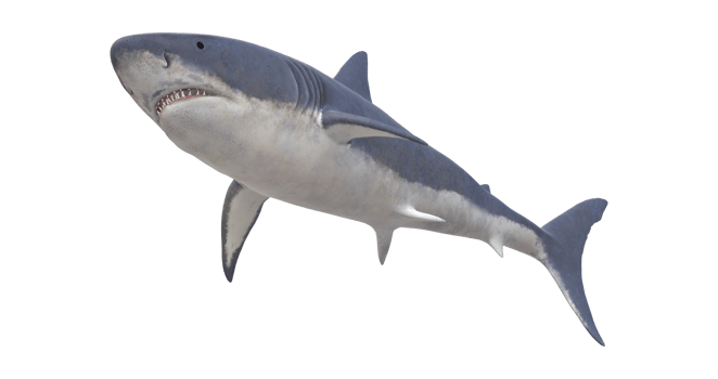 Shark isolated on a Transparent Background png