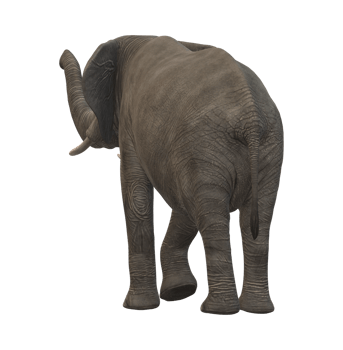 Elephant isolated on a Transparent Background png