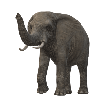 Elephant isolated on a Transparent Background png