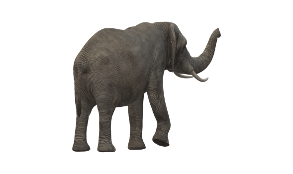 Elephant isolated on a Transparent Background png