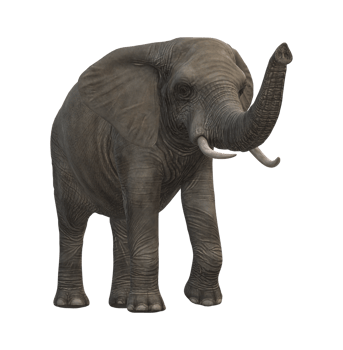 Elephant isolated on a Transparent Background png