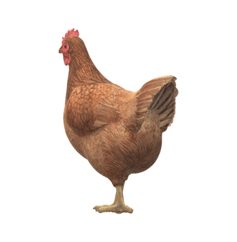 Chicken isolated on a Transparent Background png