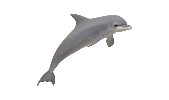 Dolphin isolated on a Transparent Background png