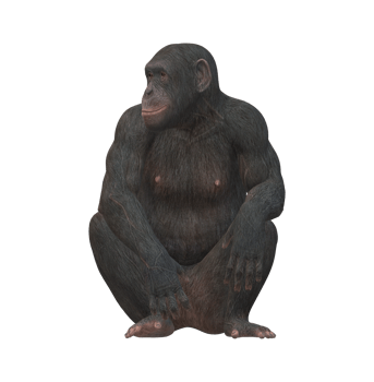 Ape isolated on a Transparent Background png