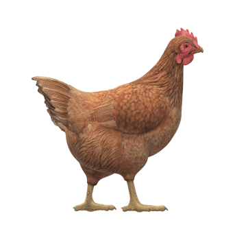 Chicken isolated on a Transparent Background png