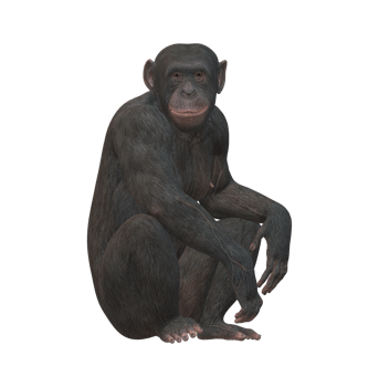 Ape isolated on a Transparent Background png