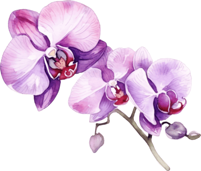 Purple Orchid flower watercolor illustration. png