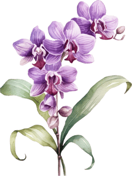 Purple Orchid flower watercolor illustration. png