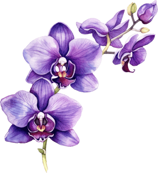 Purple Orchid flower watercolor illustration. png