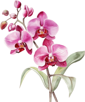 Pink Orchid flower watercolor illustration. png