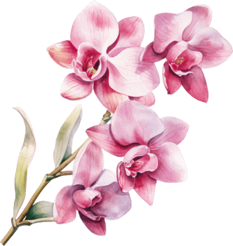 Pink Orchid flower watercolor illustration. png