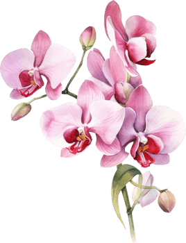 Pink Orchid flower watercolor illustration. png