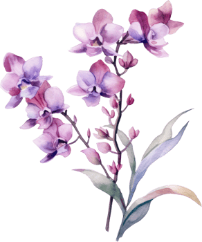 Purple Orchid flower watercolor illustration. png