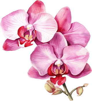 Pink Orchid flower watercolor illustration. png
