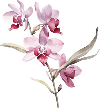 Pink Orchid flower watercolor illustration. png