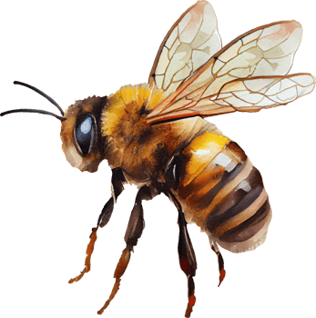 Bee watercolor illustration. png