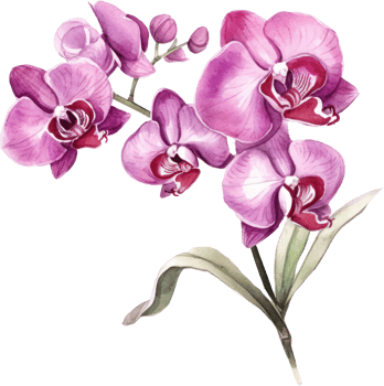 Purple Orchid flower watercolor illustration. png