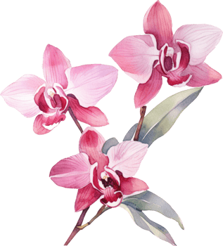 Pink Orchid flower watercolor illustration. png