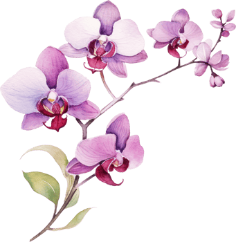 Purple Orchid flower watercolor illustration. png