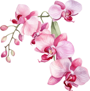Pink Orchid flower watercolor illustration. png