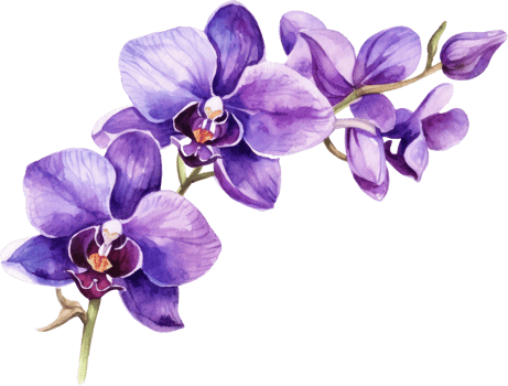 Purple Orchid flower watercolor illustration. png
