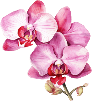 Pink Orchid flower watercolor illustration. png