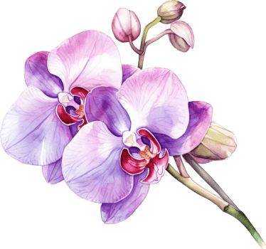 Purple Orchid flower watercolor illustration. png