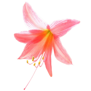 Orange Amaryllis Flower png