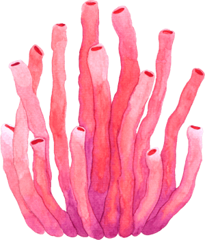 Under the Sea Animals watercolor png