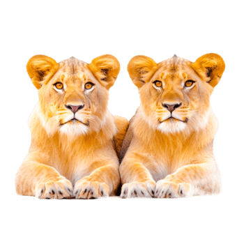 pair of lions illustration png
