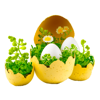 illustration of plants in broken egg shell png