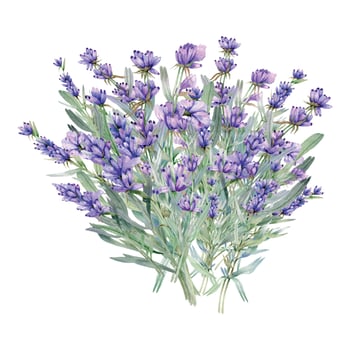 Lavender Watercolor Illustration. Provence Herbs Hand Painted isolated on white background.  Perfect for wedding invitations, bridal shower and  floral greeting cards vector