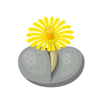 Vector illustration, lithops or living stones, isolated on white background.
