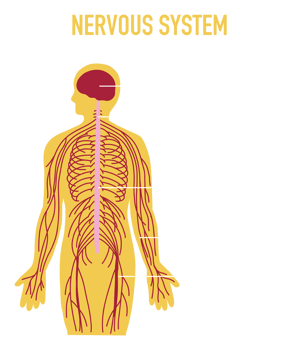 Illustration of Human Nervous System png