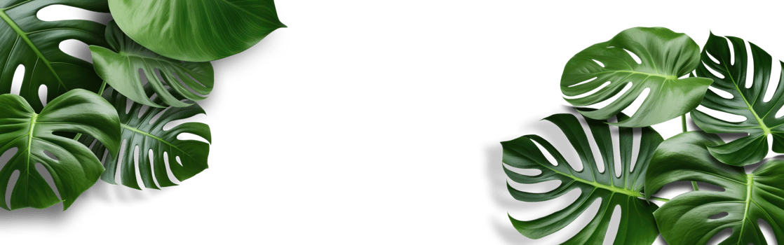 green tropical palm leaves Monstera on transparent background png file.  Flat lay, top view, can be used mock up for montage products display or design layout