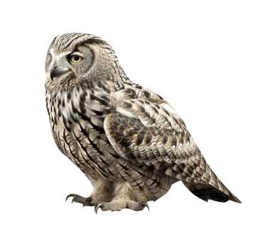 Angry Owl in png
