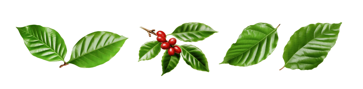 coffee leaves on transparent background png file