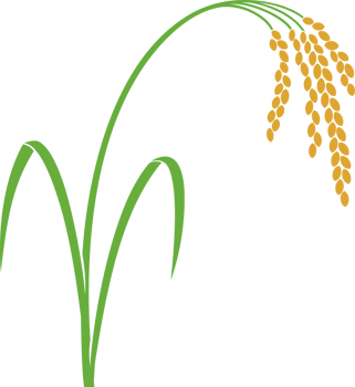 Rice Plant PNG Illustration