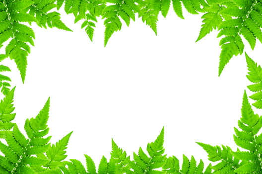 Frame of green leaves and flower. Wallpaper by green leaves and beautiful green leaf. png