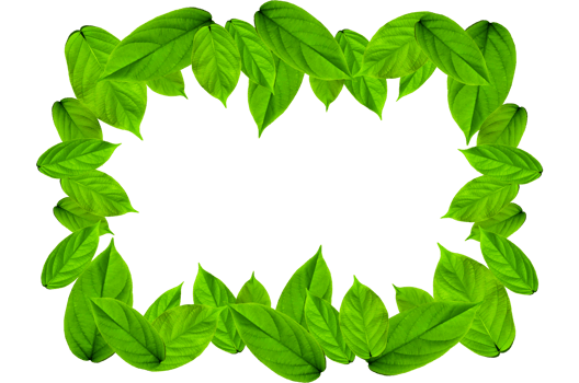 Frame of green leaves and flower. Wallpaper by green leaves and beautiful green leaf. png