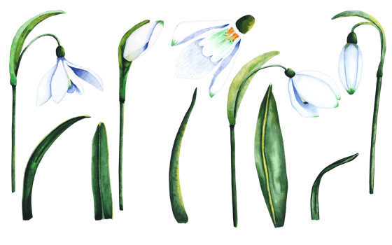 Watercolor snowdrops. Botanical illustration of flowers. Watercolor illustration of plants on a white background. Bud, flower, inflorescence, leaf. For print, design and decor png