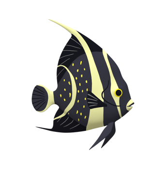 Angel Fish isolated on a Transparent Background png