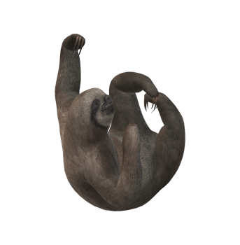 Sloth isolated on a Transparent Background png