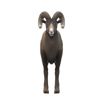 Ram isolated on a Transparent Background png
