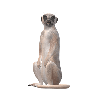 Meerkat isolated on a Transparent Background png