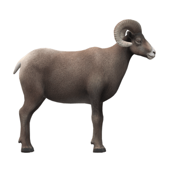 Ram isolated on a Transparent Background png