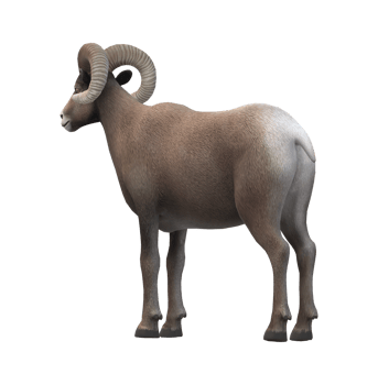 Ram isolated on a Transparent Background png