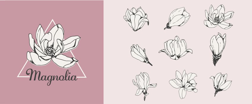 set of hand-drawn pink magnolias vector